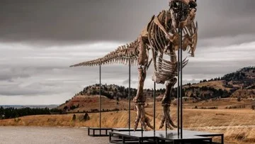 Jaket Jensen Huang dan Fosil Dinosaurus Jadi Rebutan Orang Kaya Baru