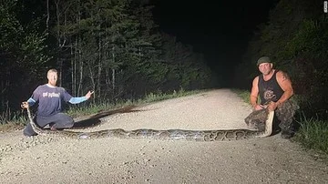 Piton Jumbo dari Asia Tenggara yang Jadi Mimpi Buruk di Florida