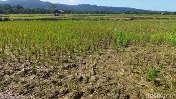 El Nino 2026 Lebih Ganas dari 1998, Ilmuwan Sebut di Wilayah Belum Terpetakan