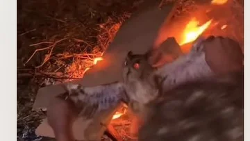 Penyiksaan Burung Hantu di NTT Picu Kecaman, Perannya Penting bagi Lingkungan