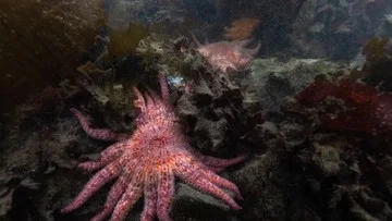 Pelepasliaran bintang laut bunga matahari langka untuk jaga ekosistem laut