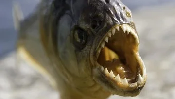 Megapiranha Pernah Huni Sungai Purba dengan Gigitan Lebih Seram dari Megalodon