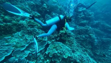 Studi Ungkap 1 Bom Meledak di Laut Indonesia Setiap 62 Menit dan Ancaman Karang