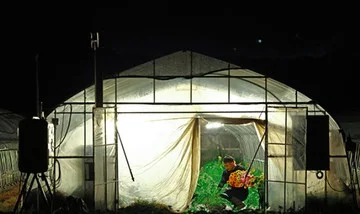 Suhu Panas Mematikan, Petani Jepang Terpaksa Bekerja Tengah Malam