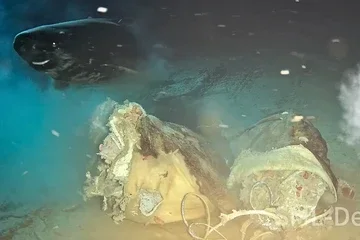 Ilmuwan Tenggelamkan Sapi di Laut Dalam, Penampakan Hiu Raksasa Terungkap