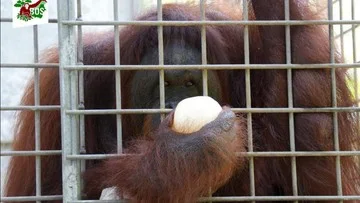 Kisah Kelam Pony, Orang Utan Korban Eksploitasi Seksual di Kalimantan