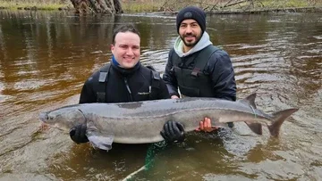 Ikan Sturgeon Danau Diyakini Bisa Hidup Hingga Ratusan Tahun dan Menyamai Usia Hiu Greenland