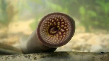 Studi lamprey vegetarian di Australia ungkap fakta baru soal evolusi