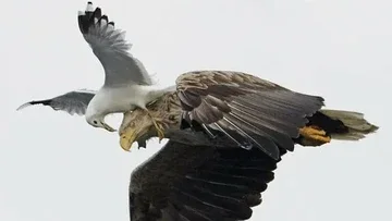 Kelakuan Kocak Hewan Bikin Ngakak Tertangkap Kamera di Momen Pas