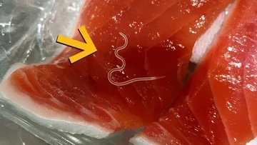 Studi Ungkap 96 Persen Ikan Tuna Skipjack Terinfeksi Cacing Parasit