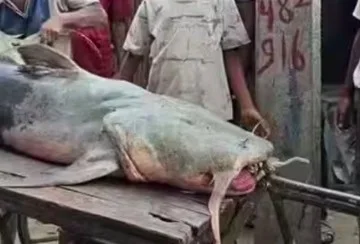 Warga Dilarang Konsumsi Ikan Aneh Bawaan Banjir Nepal ke India