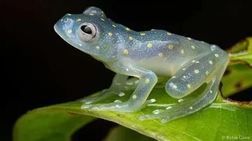 Kumpulan Katak Aneh dan Cantik dari Berbagai Penjuru Dunia