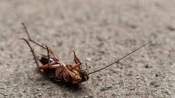 Teliti Gizi Susu Kecoa, Tiga Ilmuwan Sukses Meraih Penghargaan Ig Nobel 2026