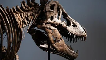 Suhu Tubuh T. rex Setara Manusia, Bukti Dinosaurus Berdarah Panas