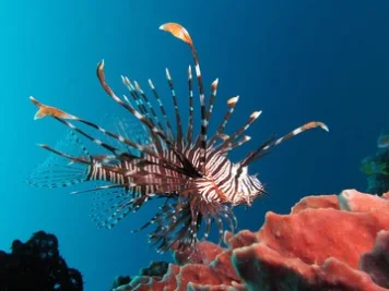Aksi Pria Memburu Ikan Cantik Beracun di Pantai Florida Jadi Sorotan Publik