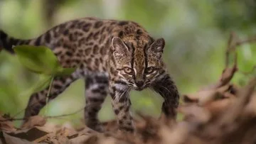 Dikira Kucing Biasa, Spesies Baru Ini Ditemukan Setelah Lebih dari 100 Tahun