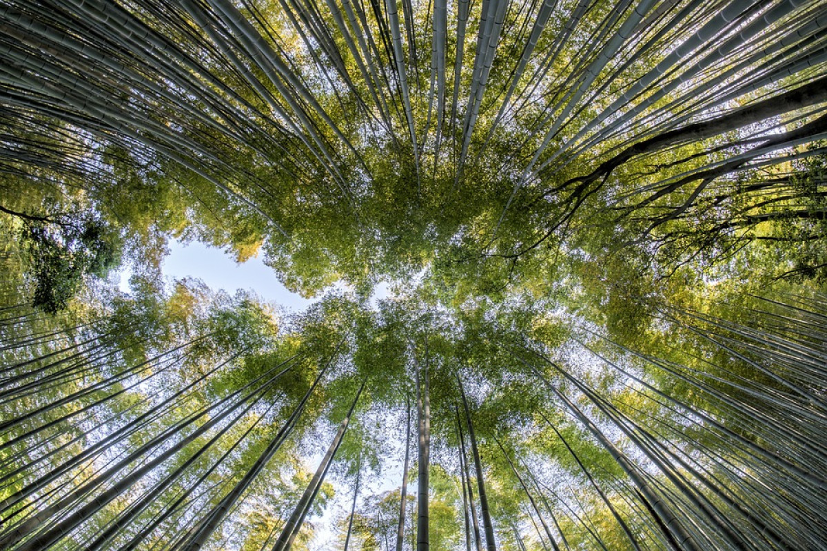 Jatiagung Digoyang! Menikmati Keindahan Alam di Kebun Karet Trikora, Lampung Selatan Destinasi Baru Hutan Bambu Bak di Negeri Sakura Jepang Cocok Untuk Healing