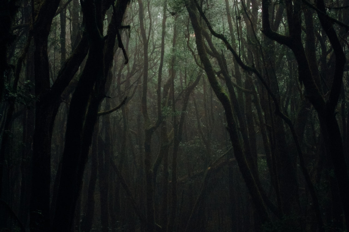 122 Km dari Tasikmalaya! Hutan Ini Konon Jadi Istana Bandarawuhi, Bikin Merinding Gak Boleh Orang Sembarangan yang Masuk
