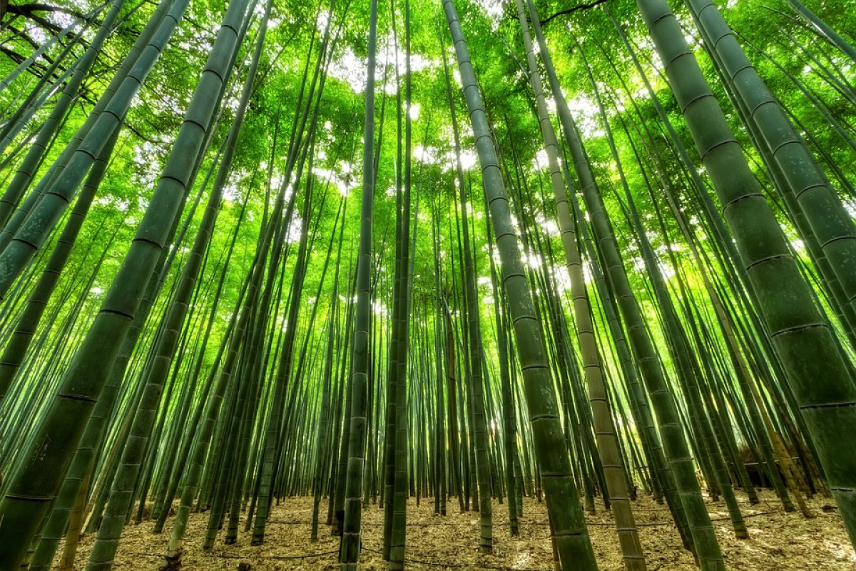 Gak Perlu Jauh-Jauh ke Jepang! Hutan Bambu Sagano kini ada di Lampung, Padahal Dulunya Kebun Karet, Cuma 20 Km dari Pusat Kota Bandar Lampung