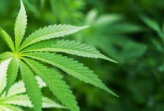 Polisi Berhasil Amankan 140,4 Kg Ganja dari Jaringan Pengedar Narkoba Lintas Pulau di Tangerang