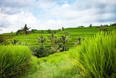 Mengasyikkan! Berkelana dalam Keindahan Geopark Ciletuh-Palabuhanratu di Sukabumi, HANYA di Indonesia Bukan Daerah yang Lain! Alasannya Mengapa?