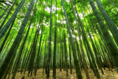 Gak Perlu Jauh-Jauh ke Jepang! Hutan Bambu Sagano kini ada di Lampung, Padahal Dulunya Kebun Karet, Cuma 20 Km dari Pusat Kota Bandar Lampung