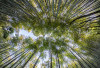 Jatiagung Digoyang! Menikmati Keindahan Alam di Kebun Karet Trikora, Lampung Selatan Destinasi Baru Hutan Bambu Bak di Negeri Sakura Jepang Cocok Untuk Healing